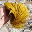 Whiting Exclusive WET Fly Hen Cape in Golden Olive